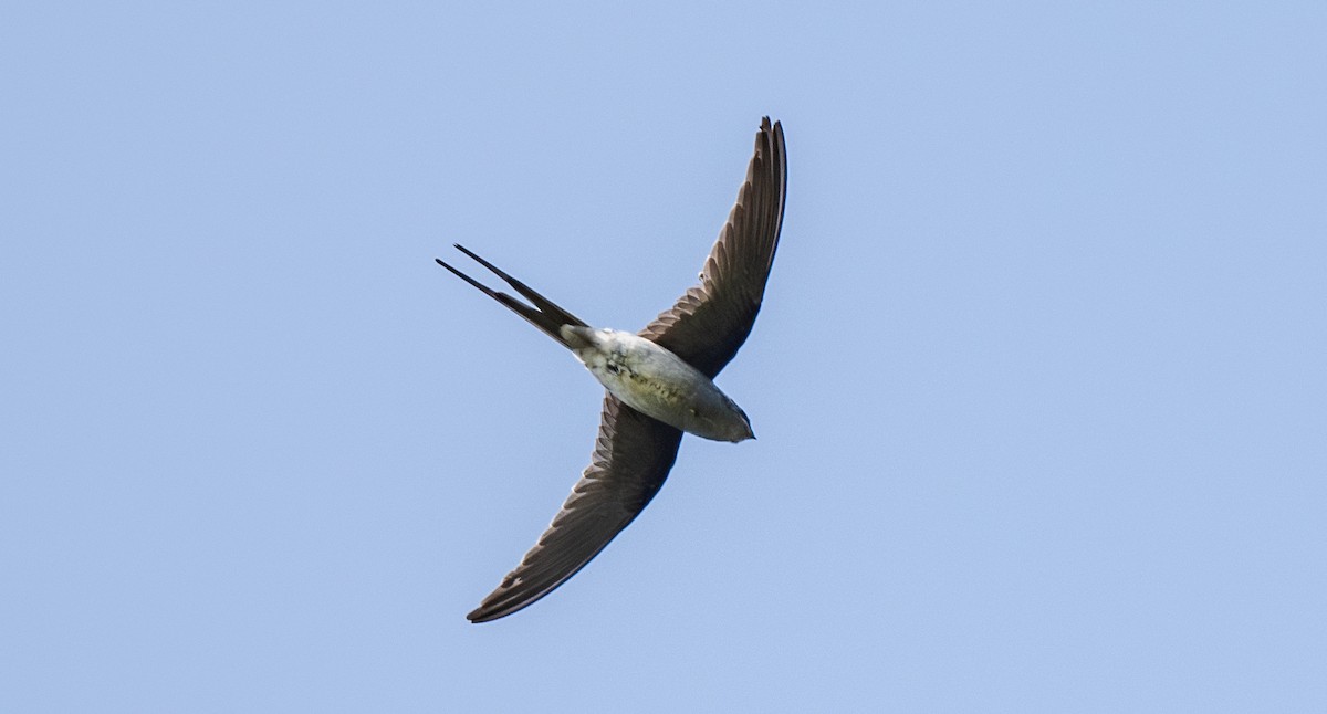 Hémiprocné couronné - ML646660920