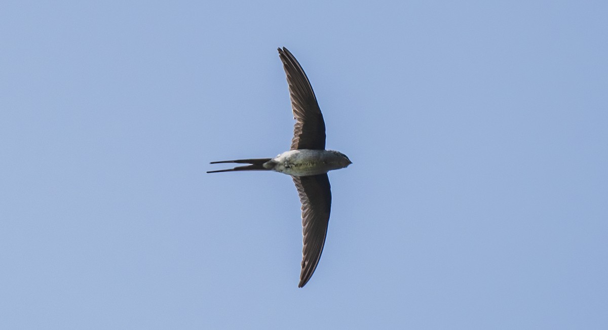 Hémiprocné couronné - ML646660921