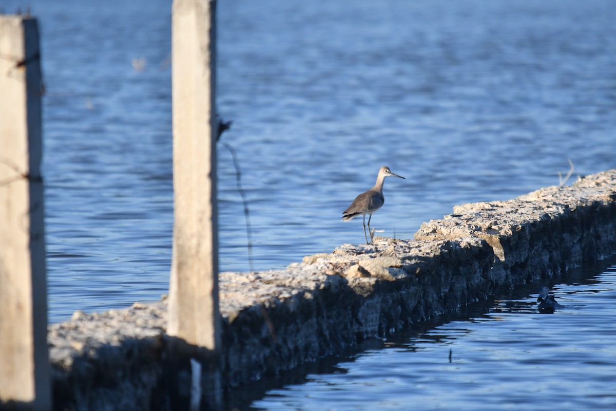 Willet - ML646660922