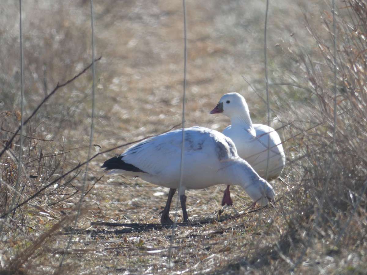 Ross's Goose - ML646660924