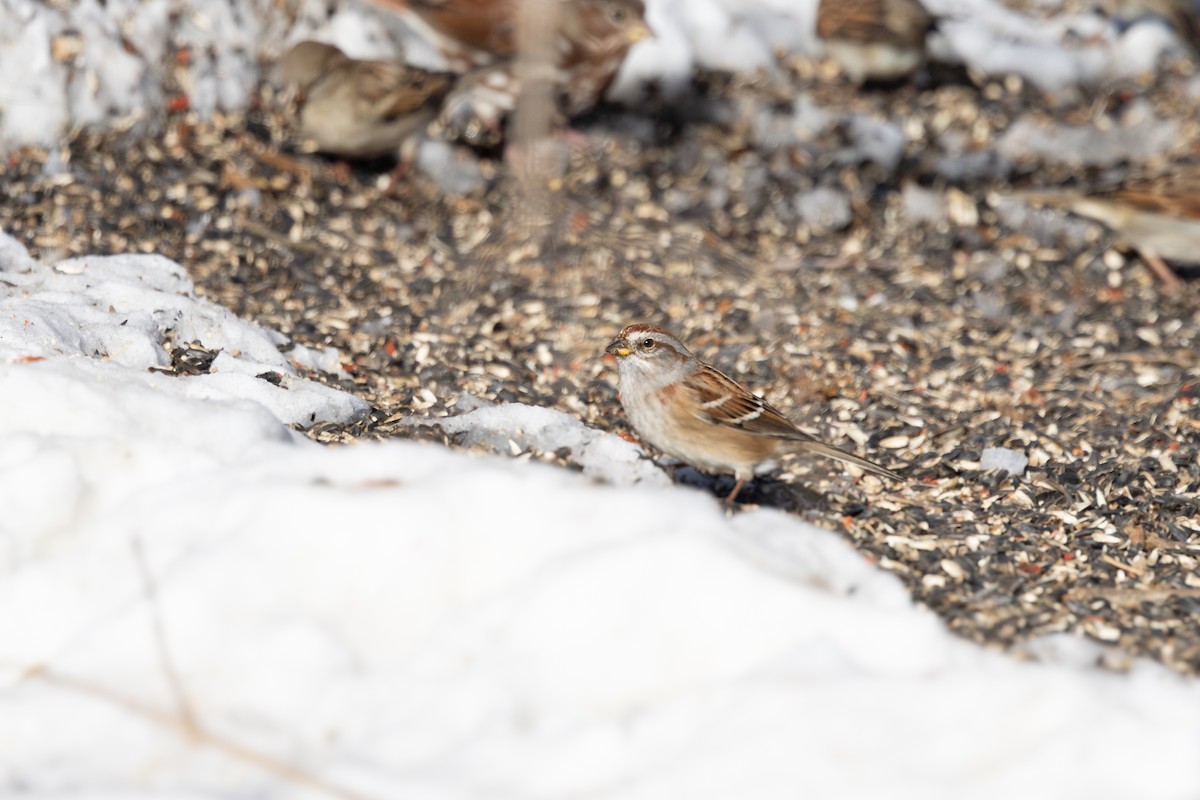 Hudson Körfezi Serçesi - ML646660926