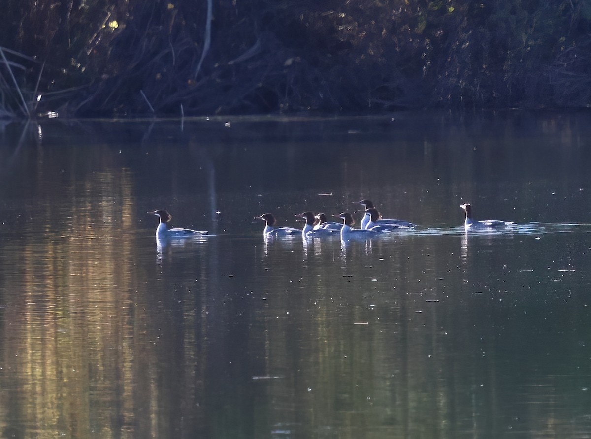 Common Merganser - ML646660929