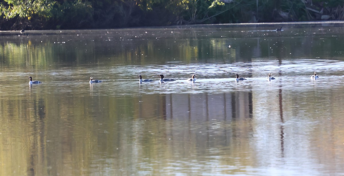 Common Merganser - ML646660931