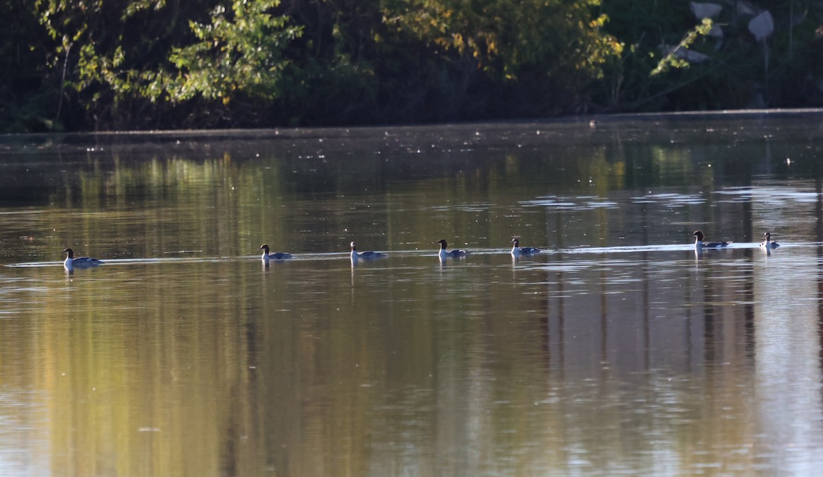 Common Merganser - ML646660932
