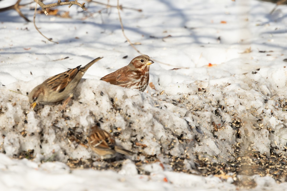 Tilki Renkli Serçe (iliaca/zaboria) - ML646660933