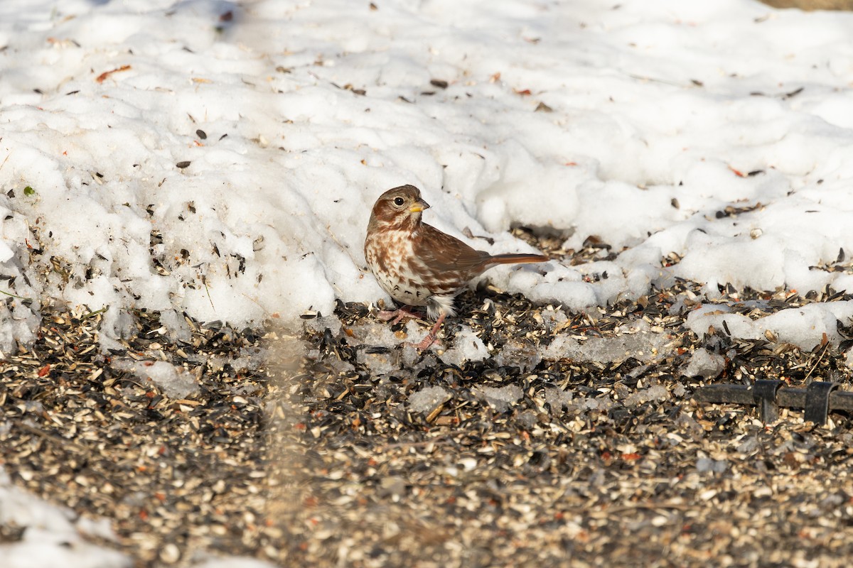 Tilki Renkli Serçe (iliaca/zaboria) - ML646660935