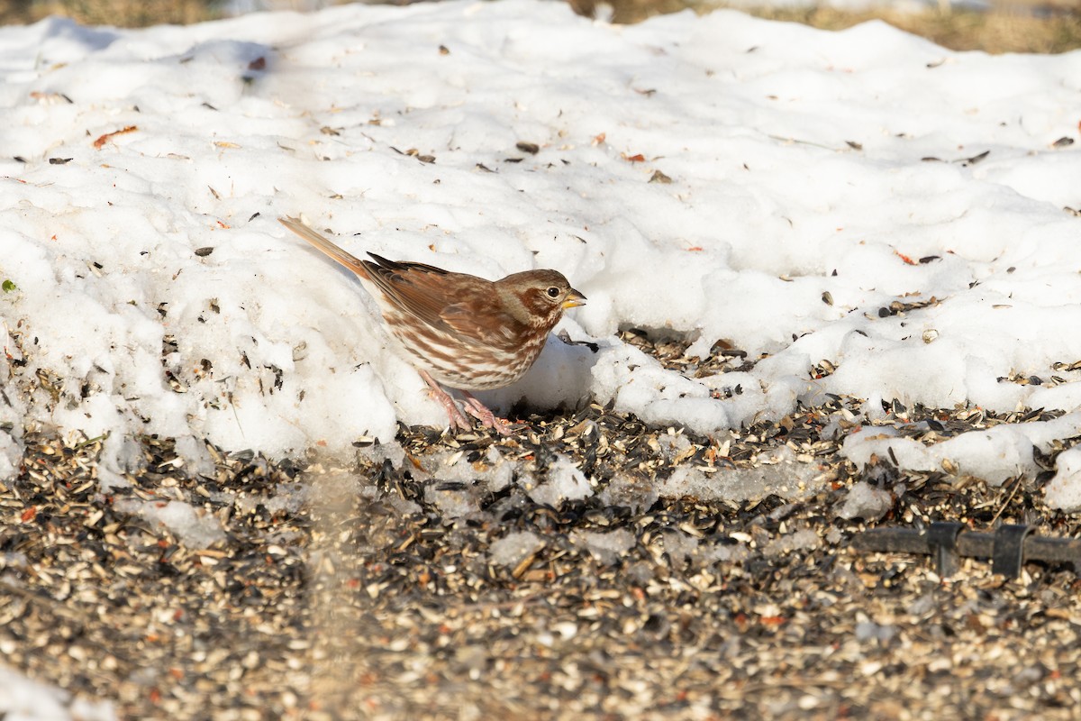 Tilki Renkli Serçe (iliaca/zaboria) - ML646660936