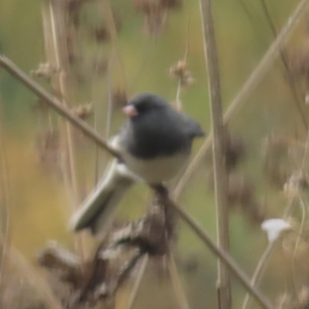 Dark-eyed Junco - ML646660937