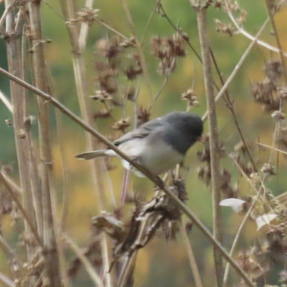 Dark-eyed Junco - ML646660938