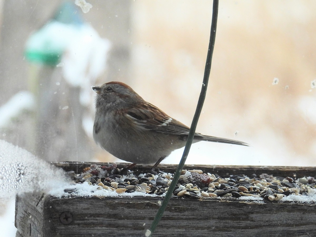 American Tree Sparrow - ML646660940