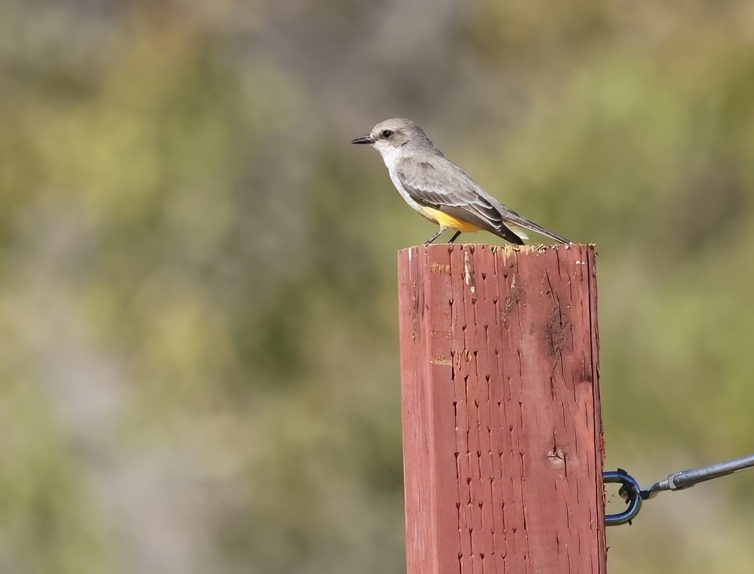 Vermilion Flycatcher - ML646660943
