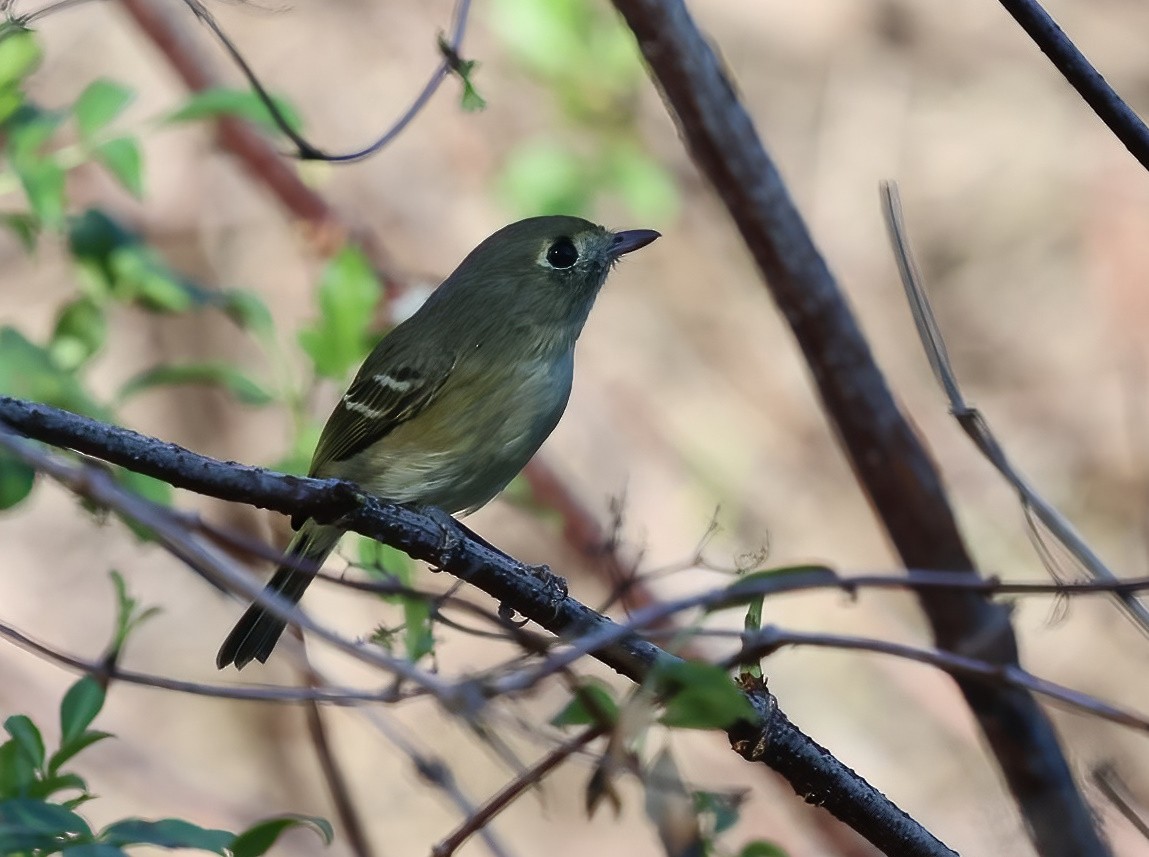 Hutton's Vireo - ML646660949