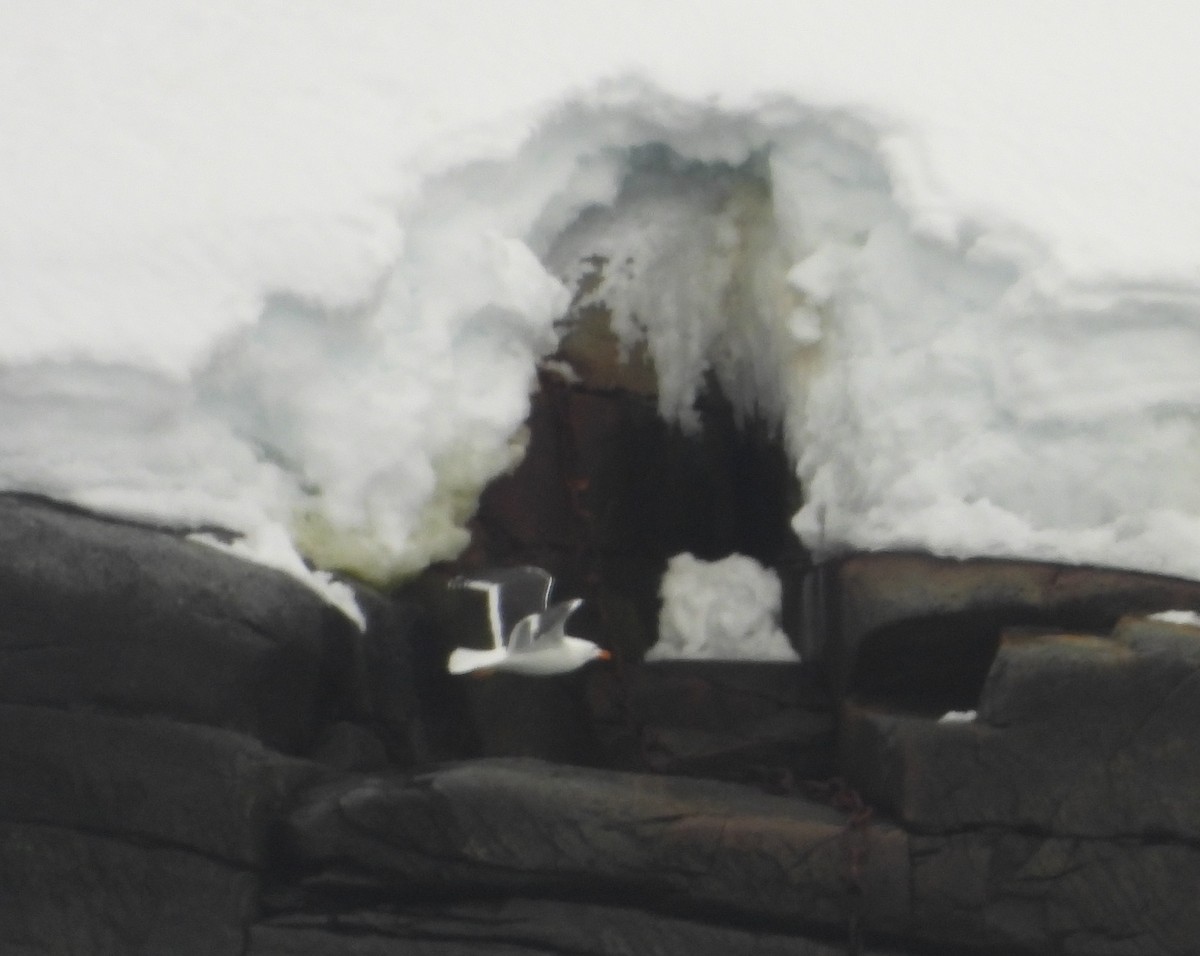 Kelp Gull - ML646660950