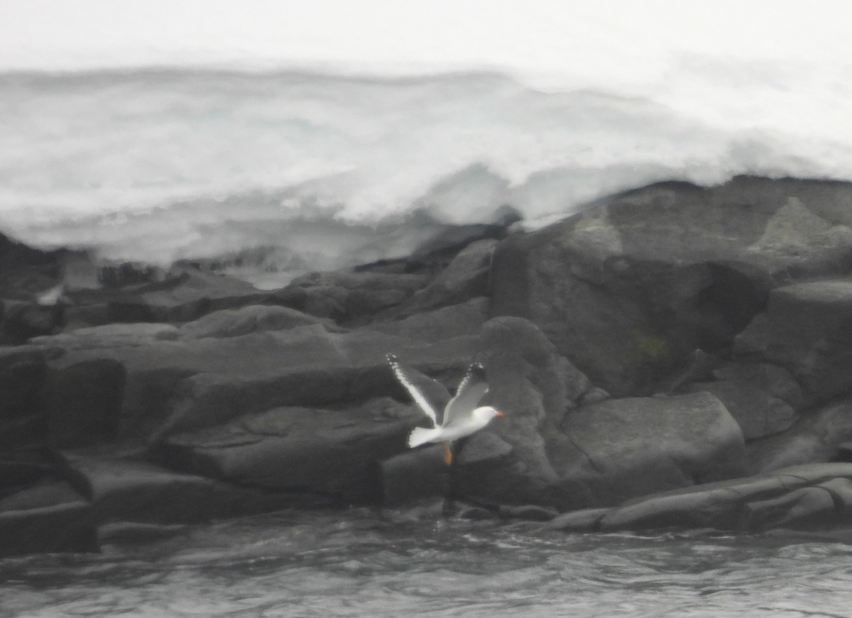 Kelp Gull - ML646660951