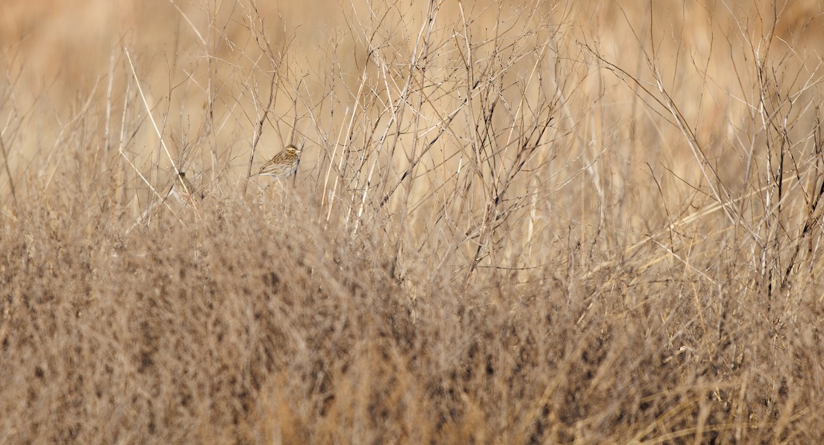 Savannah Sparrow (Savannah) - ML646660952
