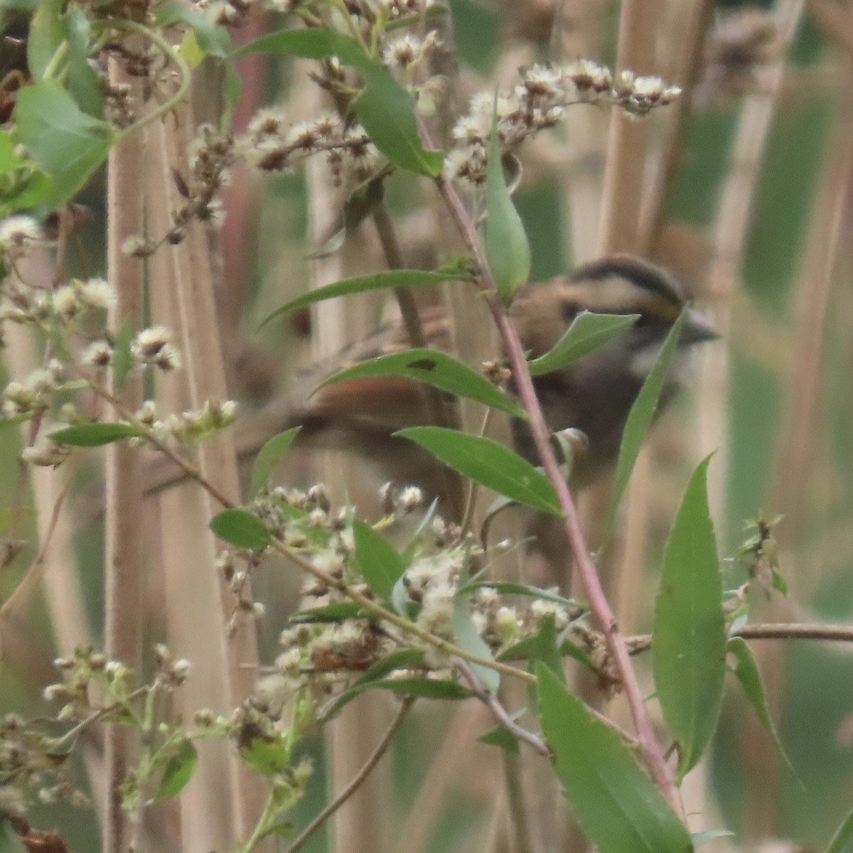 White-throated Sparrow - ML646660953