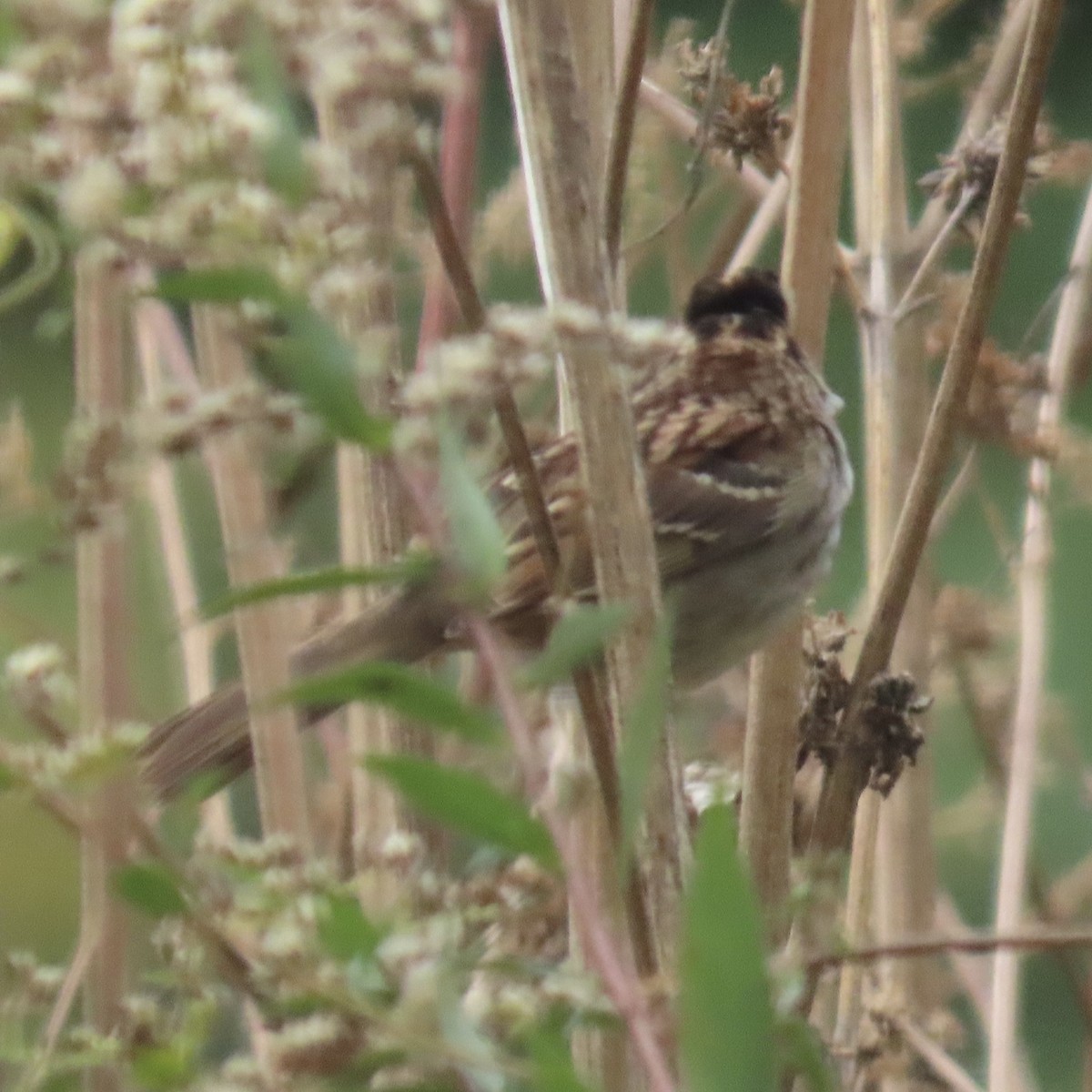 White-throated Sparrow - ML646660954