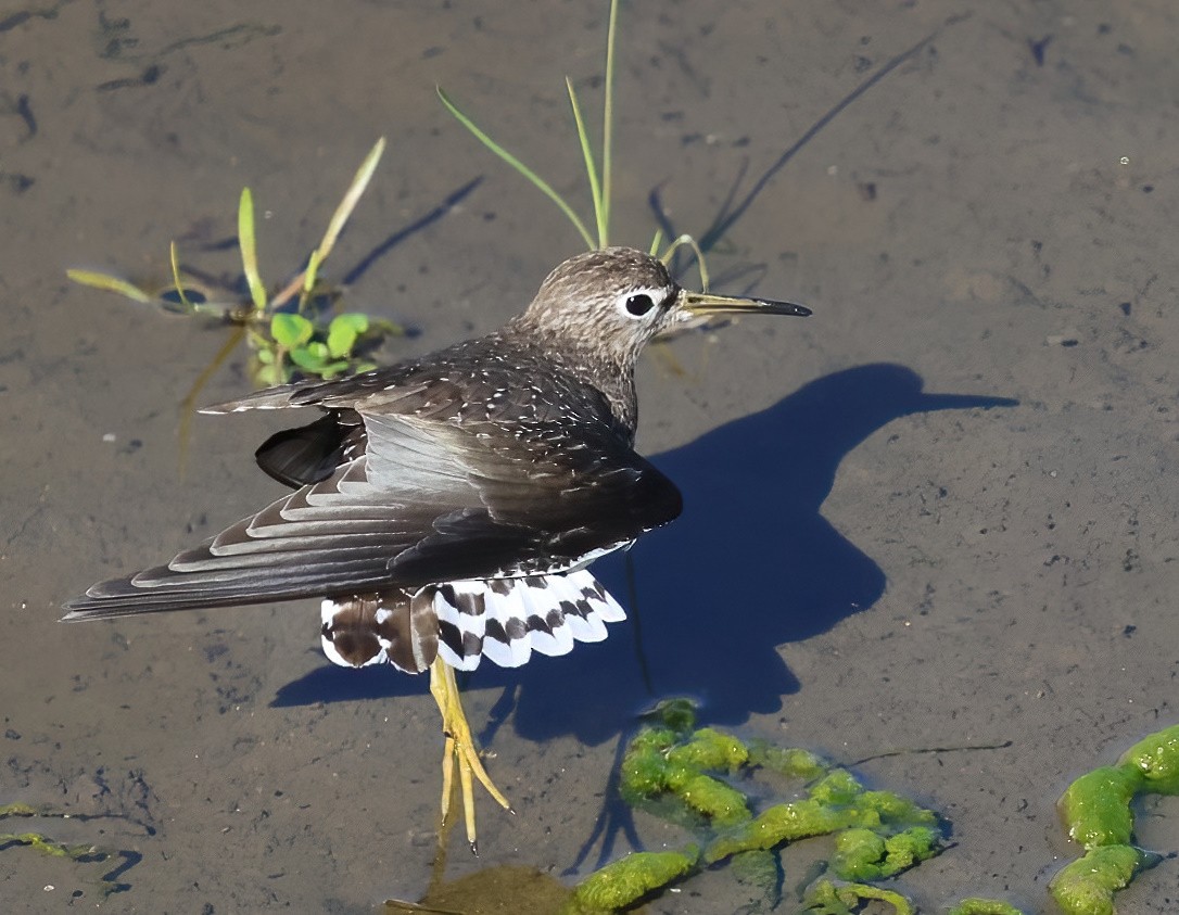 Solitary Sandpiper - ML646660955