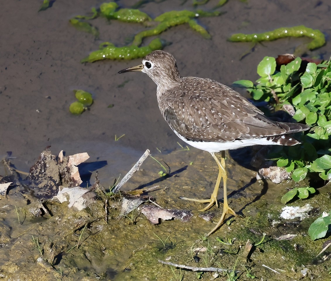 Solitary Sandpiper - ML646660956