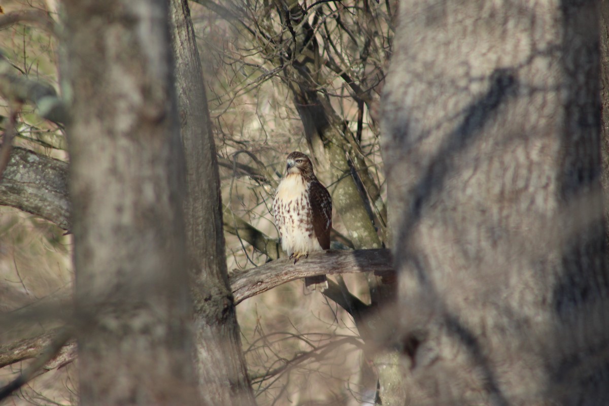 Red-tailed Hawk - ML646660957
