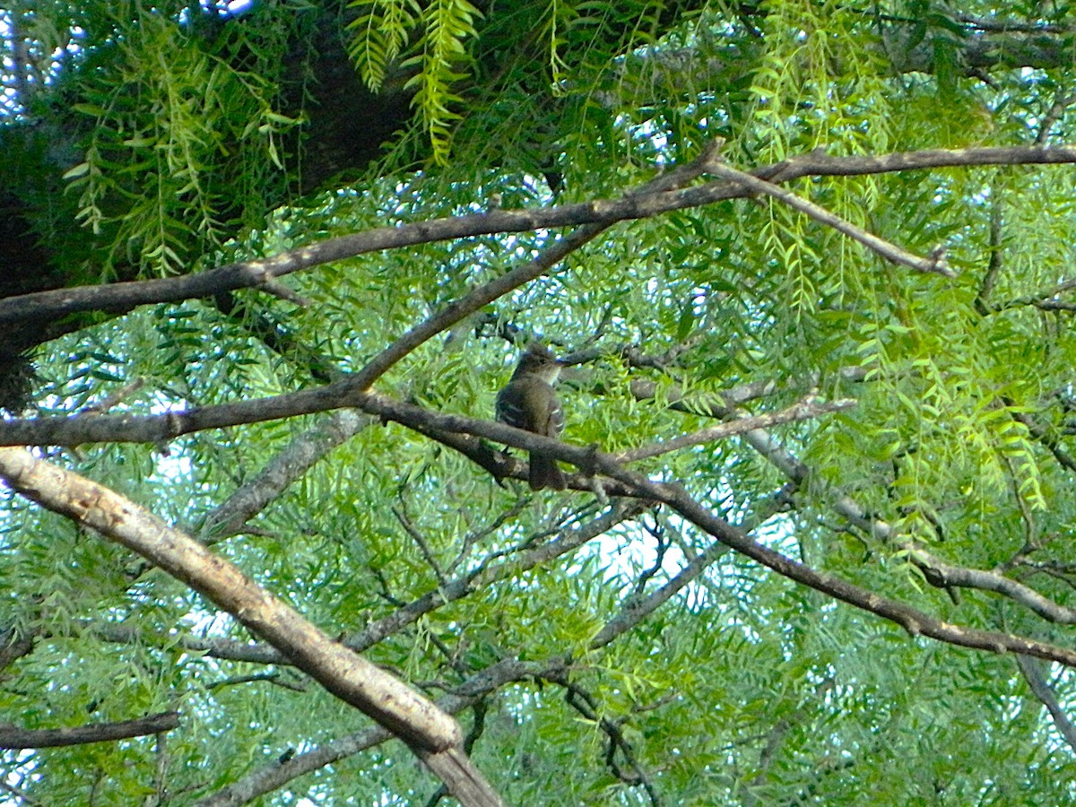 Small-billed Elaenia - ML646660959