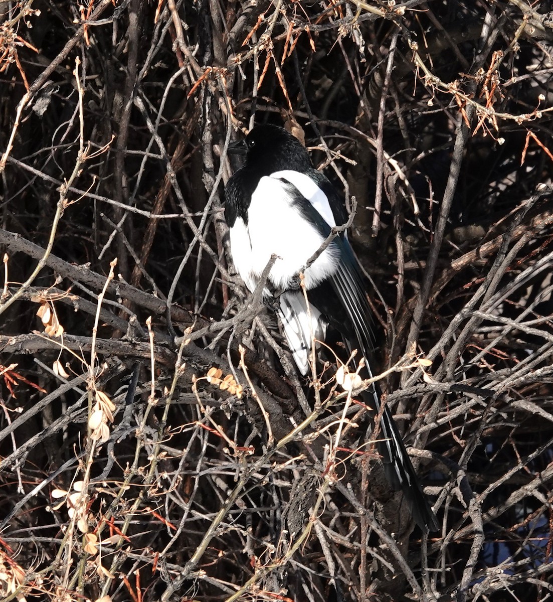 Hudsonelster - ML646660960