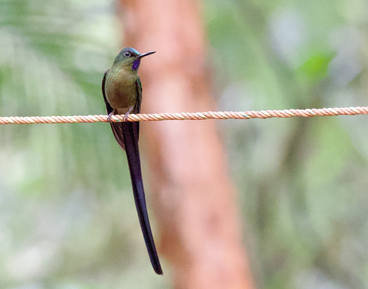 Фиолетовохвостый сильф - ML646660961