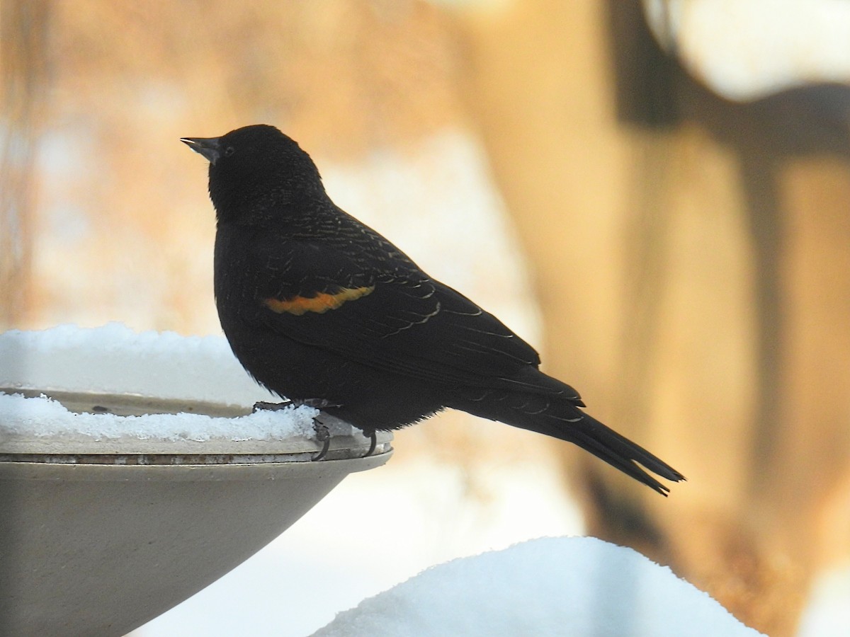Red-winged Blackbird - ML646660963
