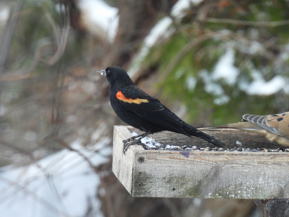 Red-winged Blackbird - ML646660964