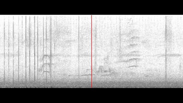 Пітанга-великодзьоб - ML646660965