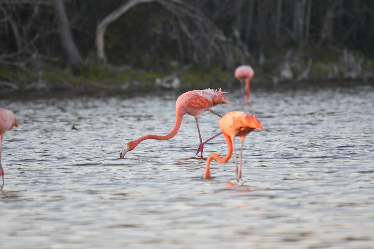 American Flamingo - ML646660966