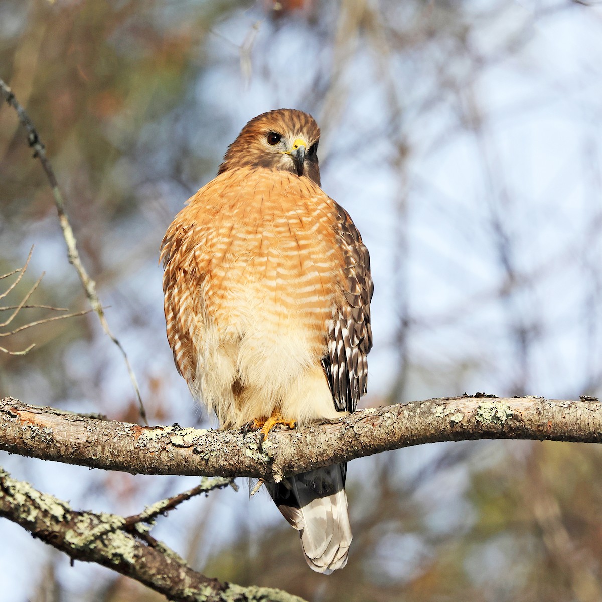 Красноплечий канюк - ML646660968