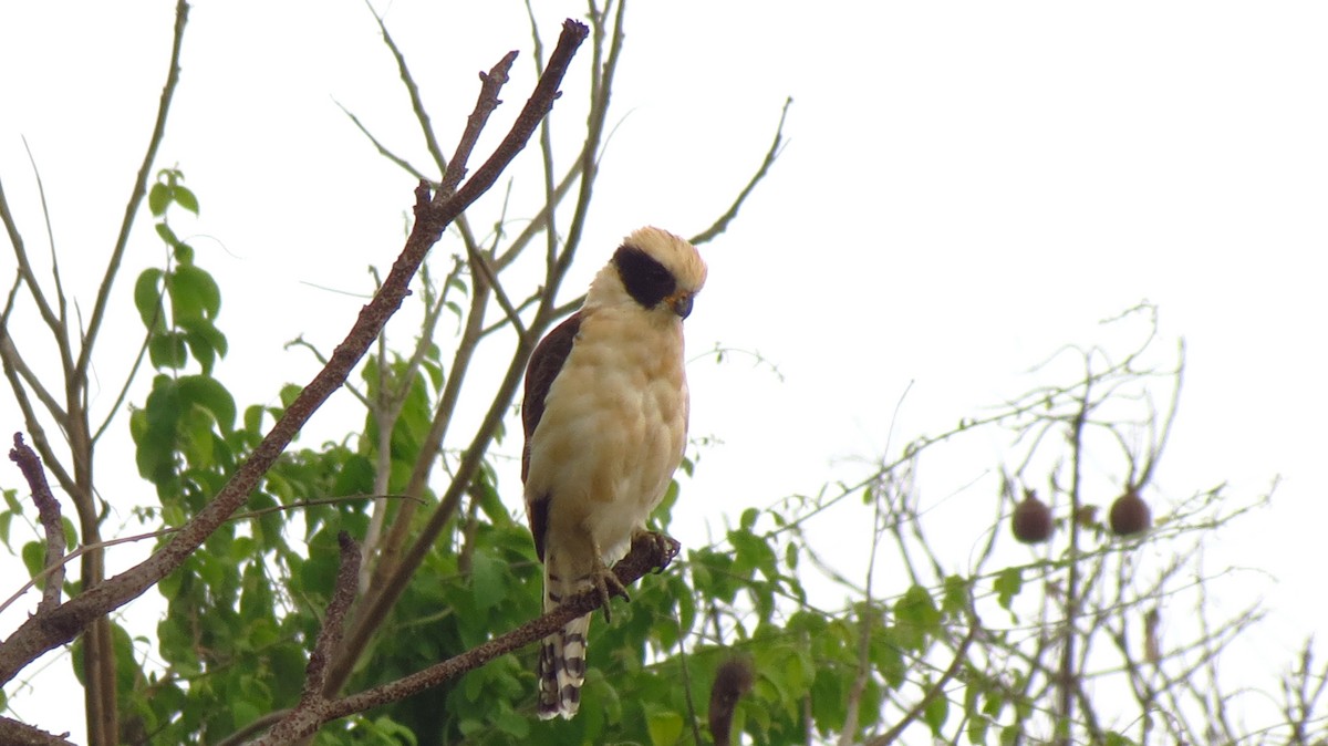 Laughing Falcon - ML646660970