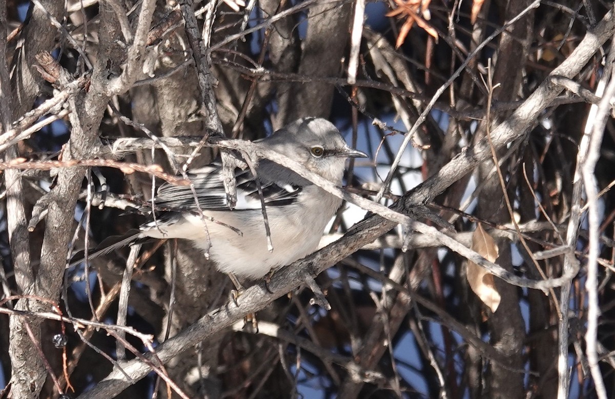 Gartenspottdrossel - ML646660971