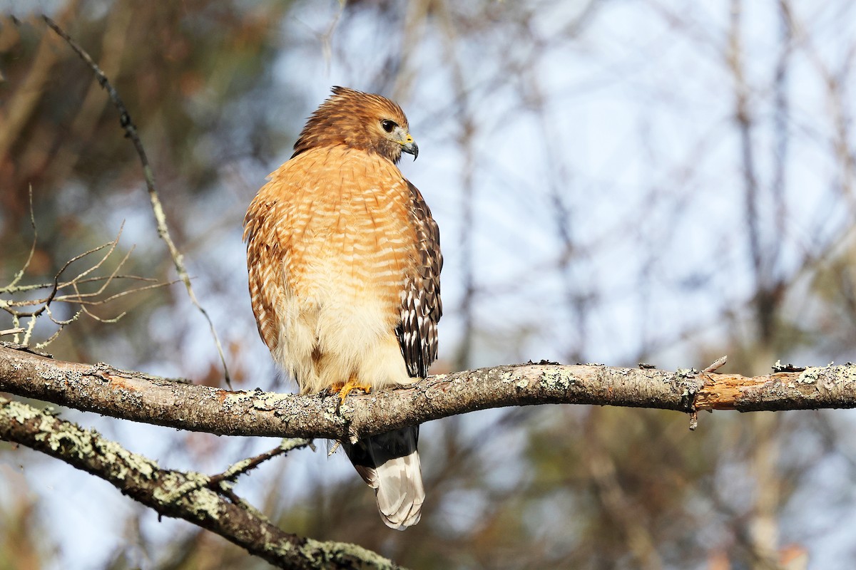 Красноплечий канюк - ML646660972