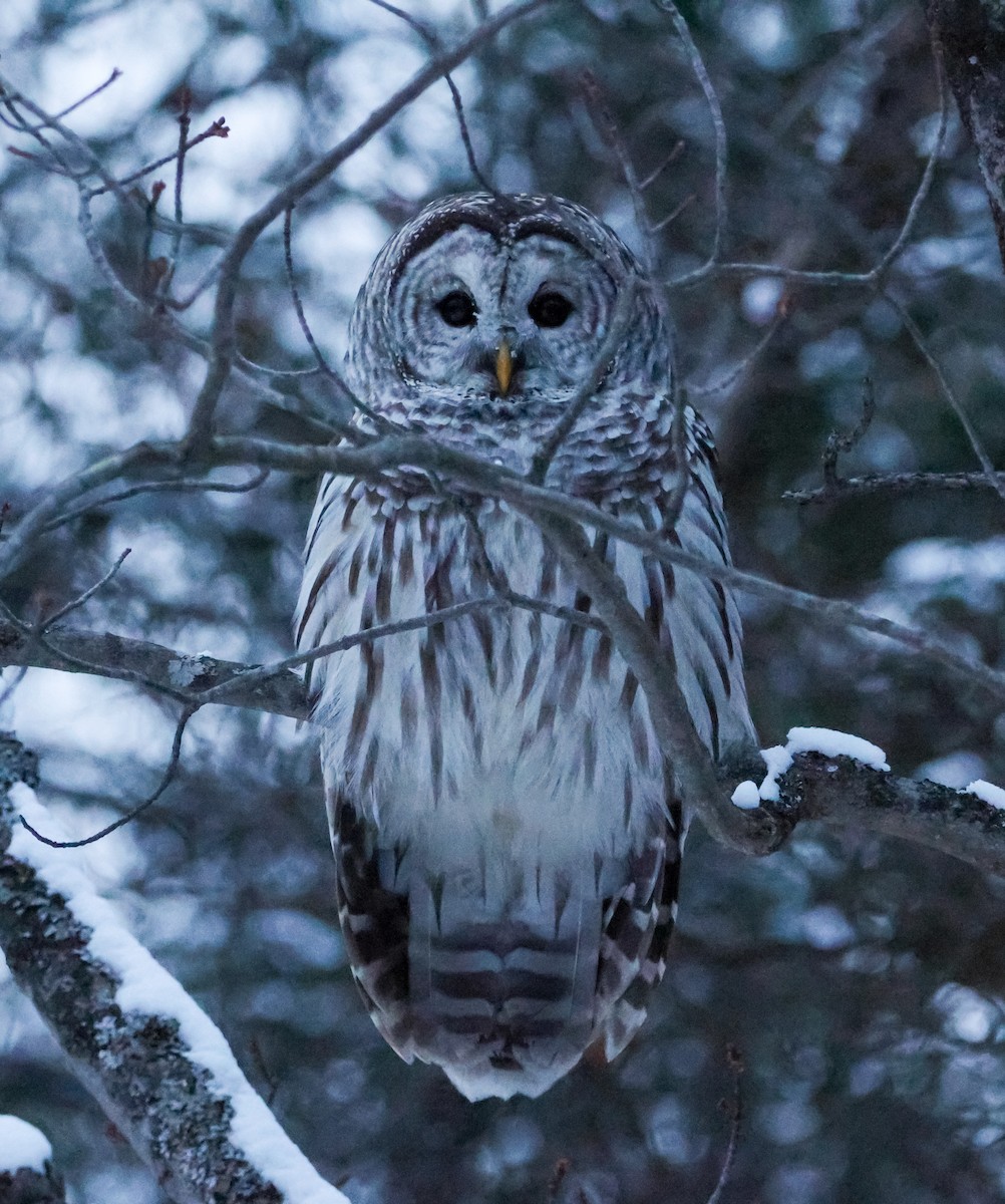 Barred Owl - ML646660973