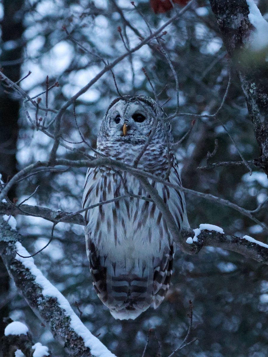 Barred Owl - ML646660974