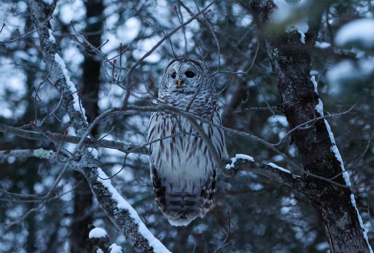 Barred Owl - ML646660975