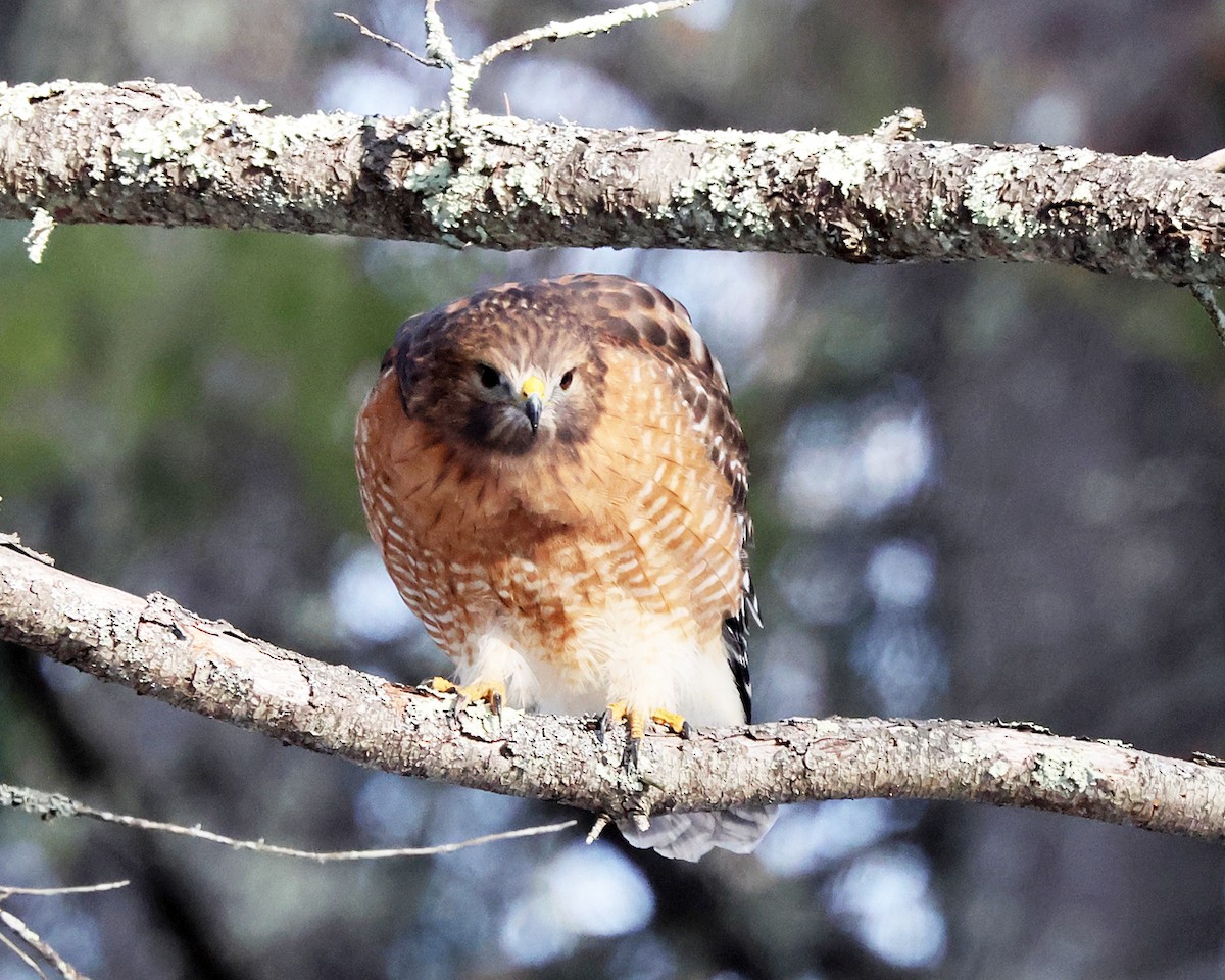 Красноплечий канюк - ML646660976