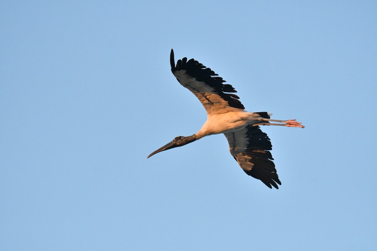 Wood Stork - ML646660980