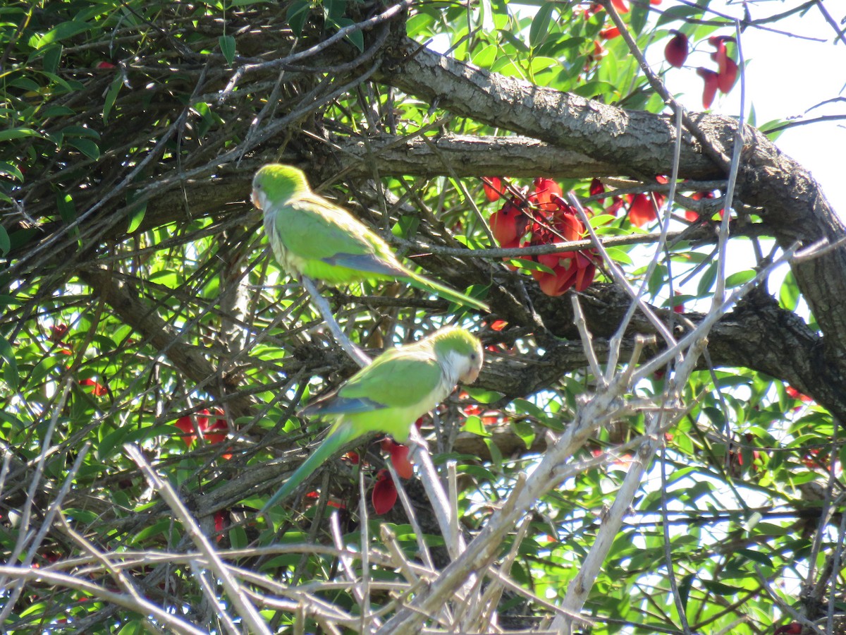 Papagai bulargrisa - ML646660981