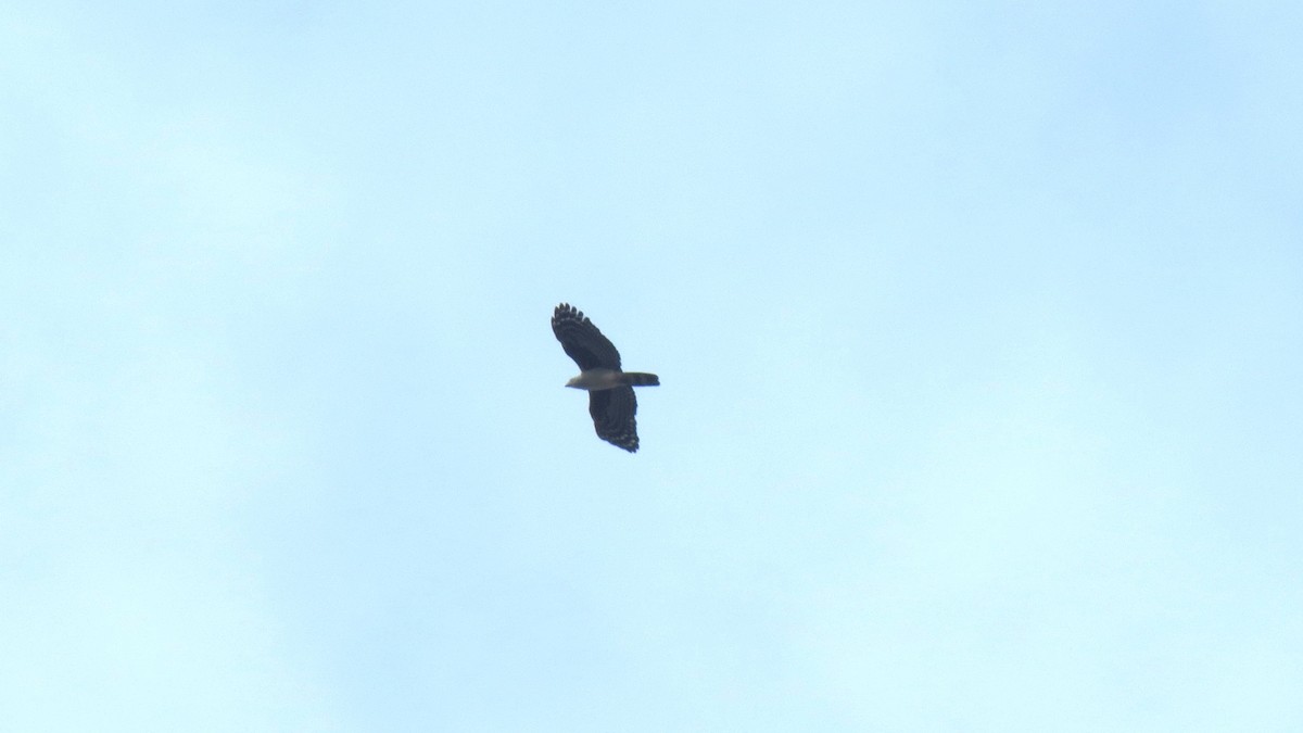 Gray-headed Kite - ML646660982