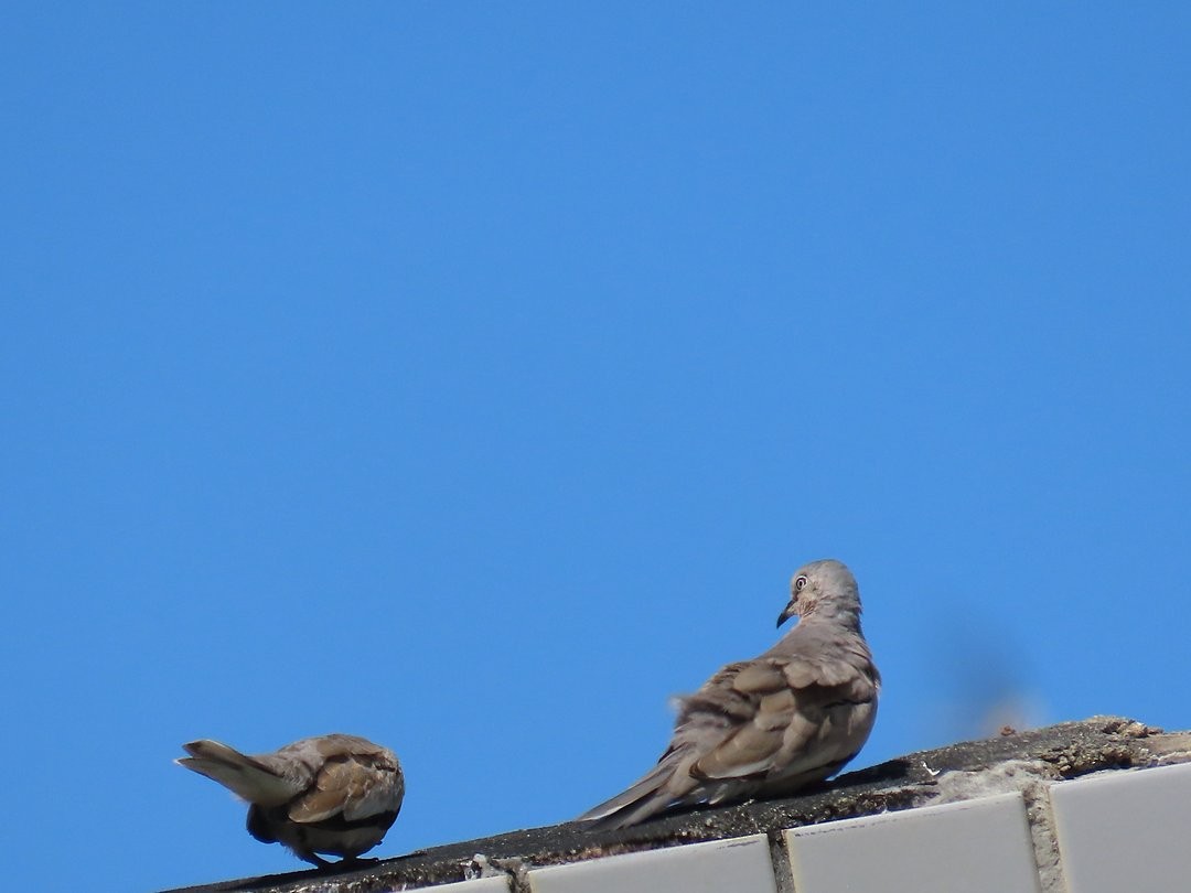 Picui Ground Dove - ML646660984