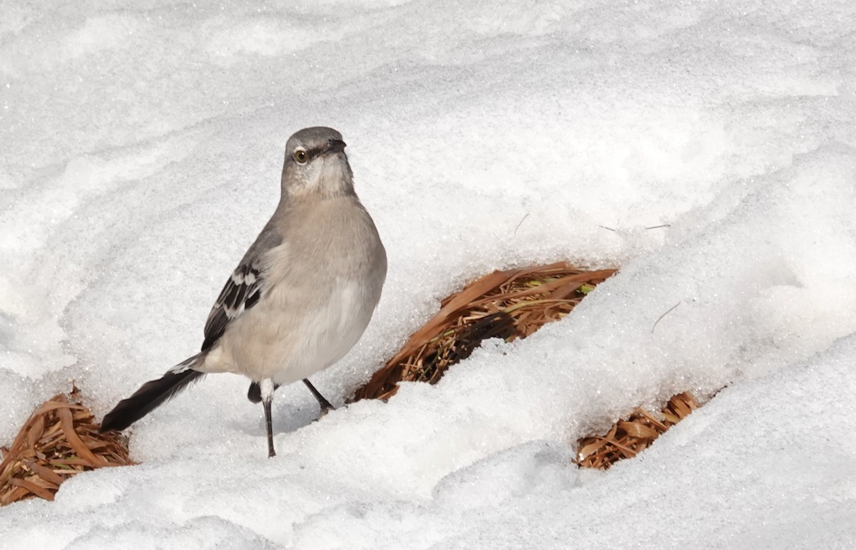 Gartenspottdrossel - ML646660985