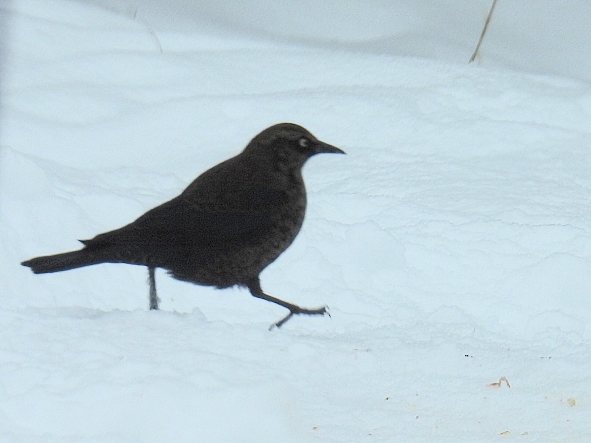 Rusty Blackbird - ML646660987