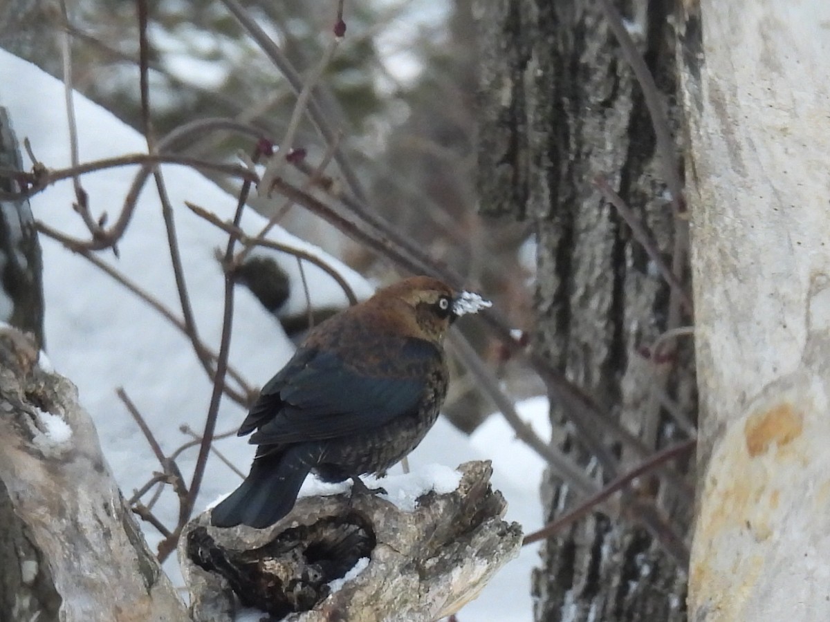 Rusty Blackbird - ML646660988