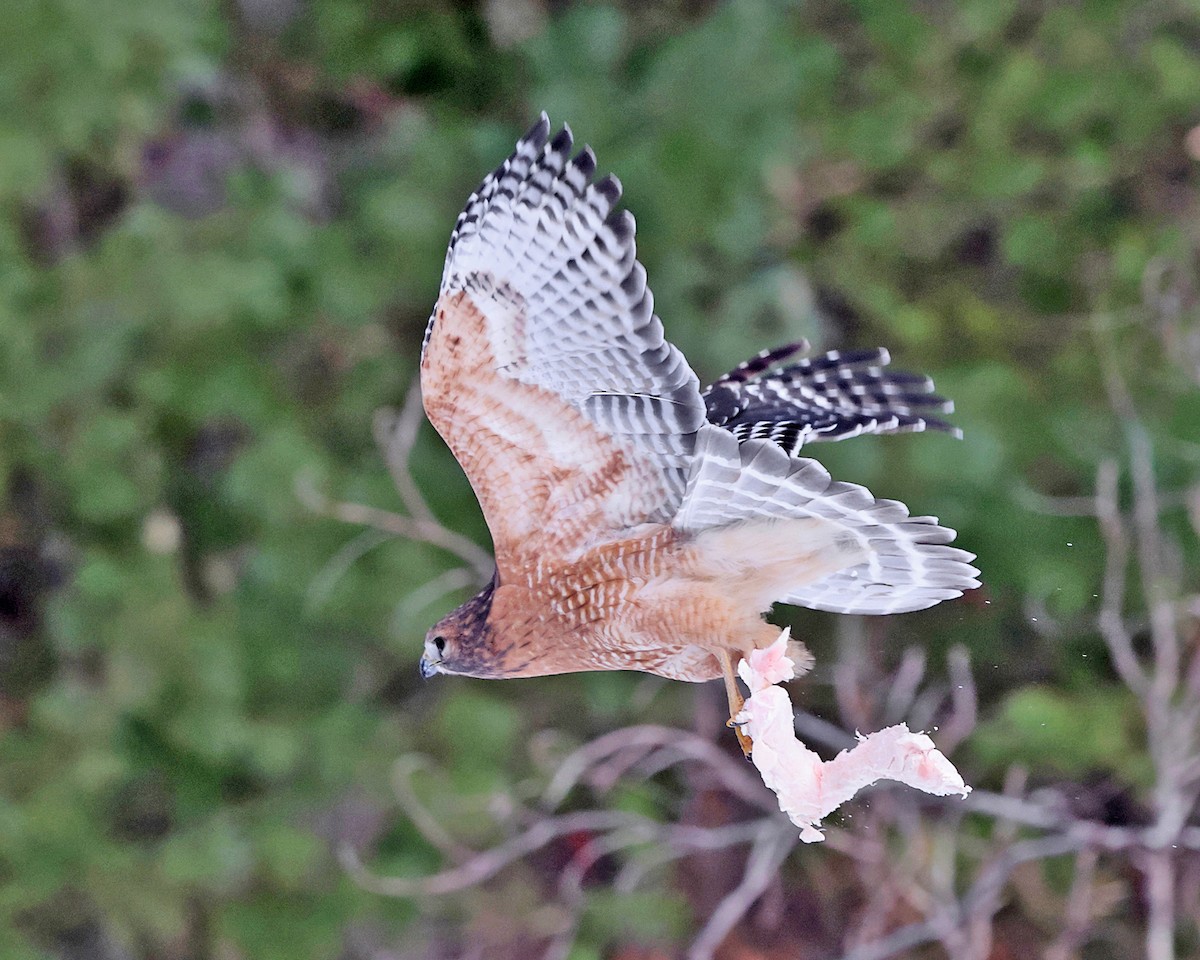 Красноплечий канюк - ML646660989