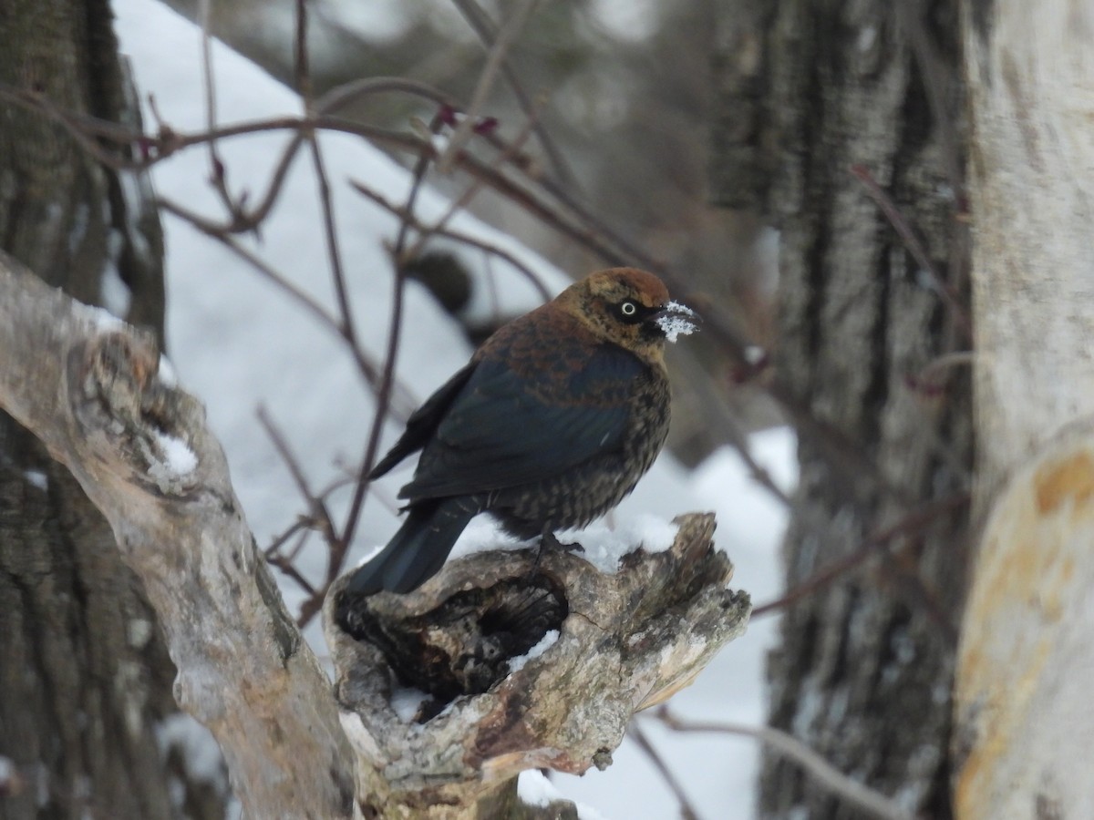 Rusty Blackbird - ML646660990
