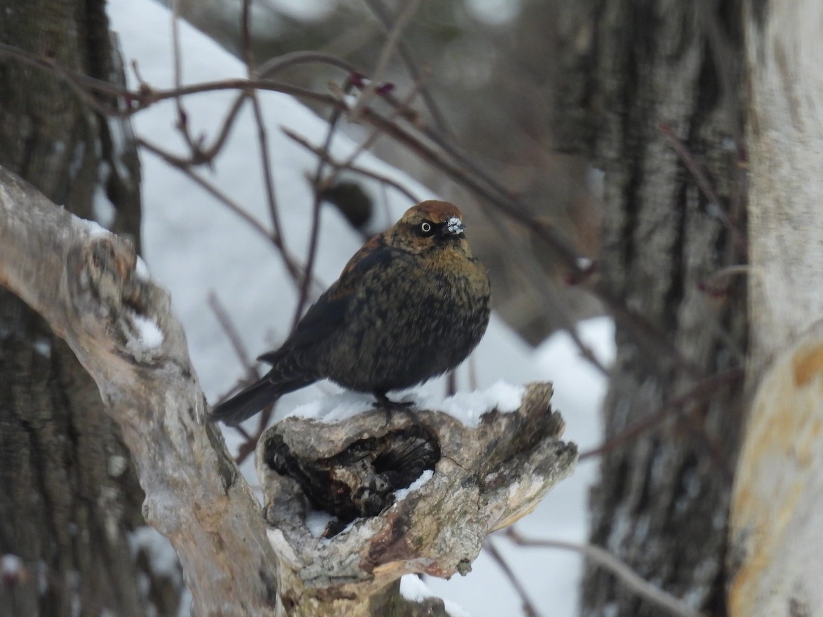 Rusty Blackbird - ML646660991