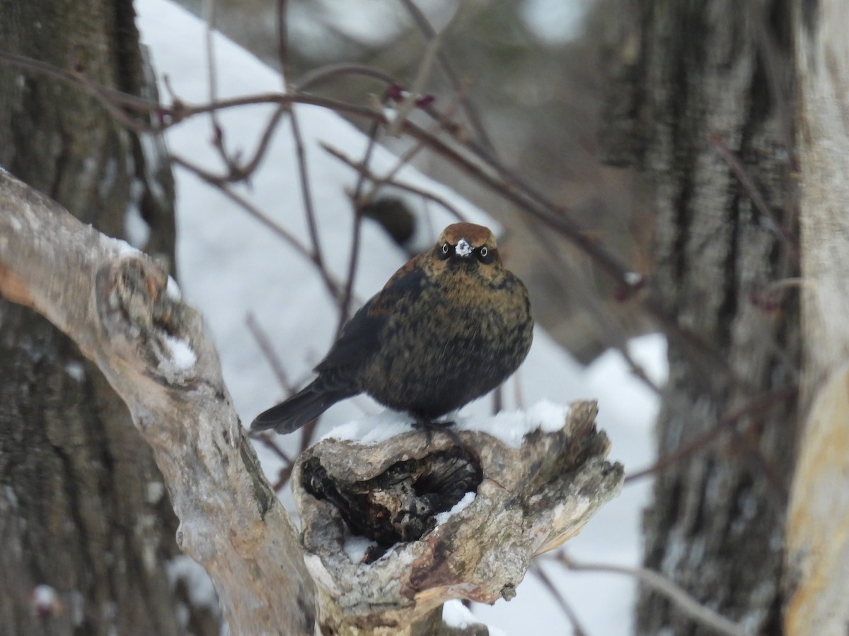 Rusty Blackbird - ML646660992